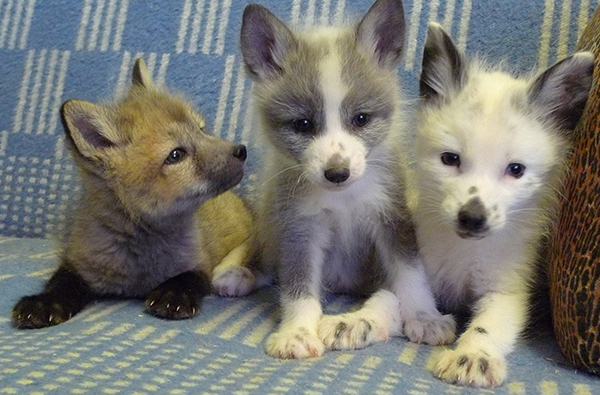 Domestic fox cubs on couch