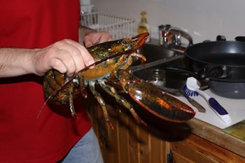 Tech Support cooks a lobster