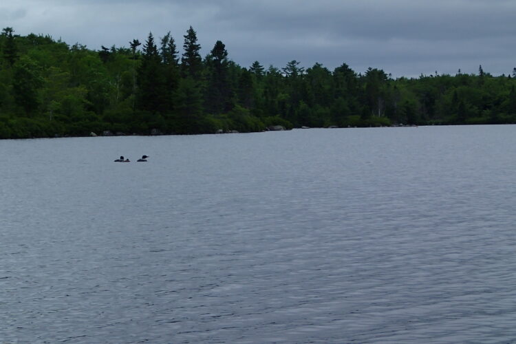 Family of loons on a lake