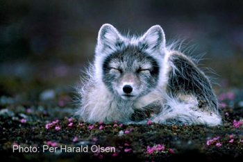 arctic fox in summer fur