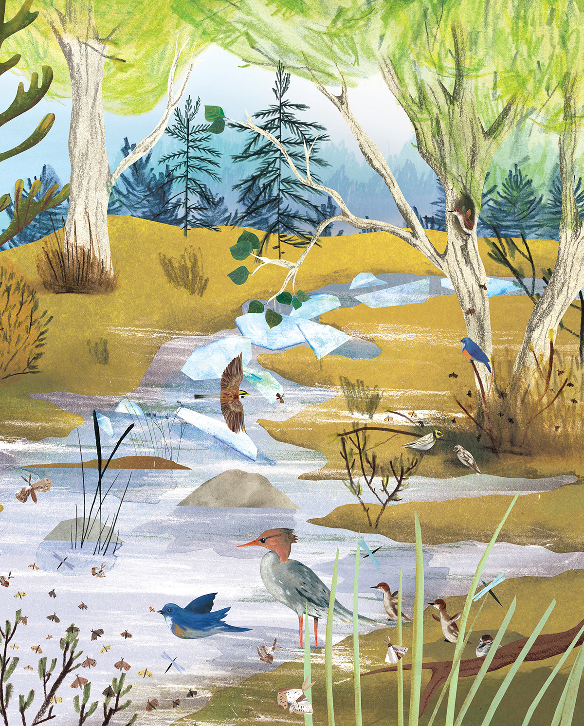 The Boreal Forest, illustration by Josée Bisaillon
