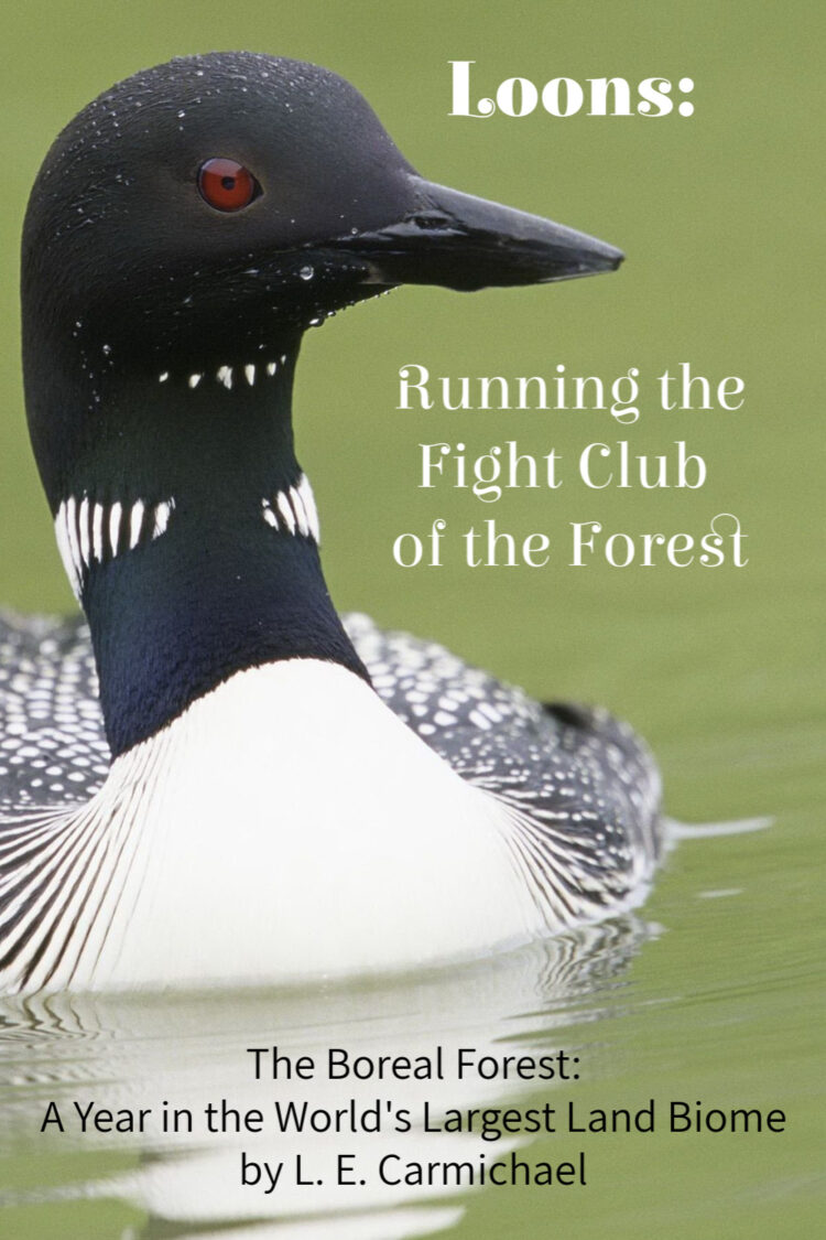 Loons are a beautiful, iconic bird of The Boreal Forest. They are also fiercely territorial and a little scary!