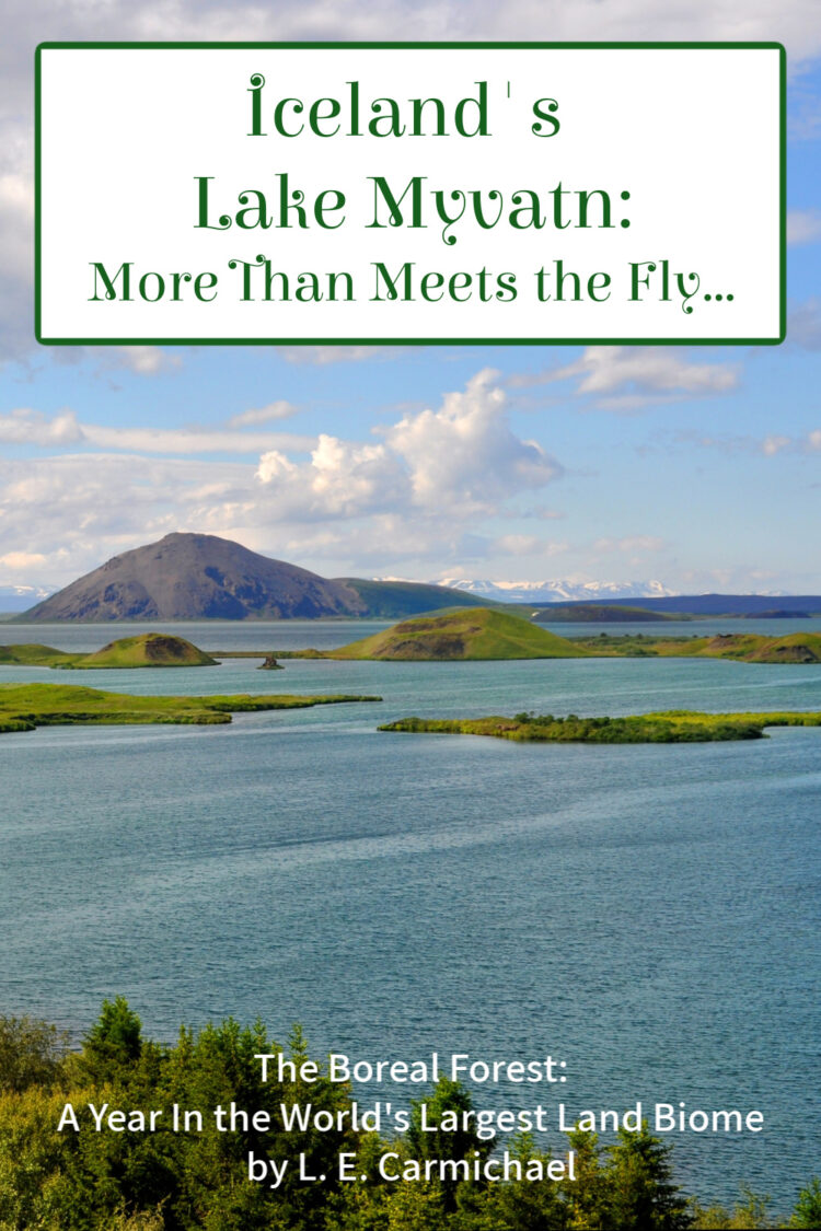 Lake Myvatn, in Iceland's boreal forest, is famous for flies! In summer, up to 50,000 fly larvae swarm in every square metre of lake bed.