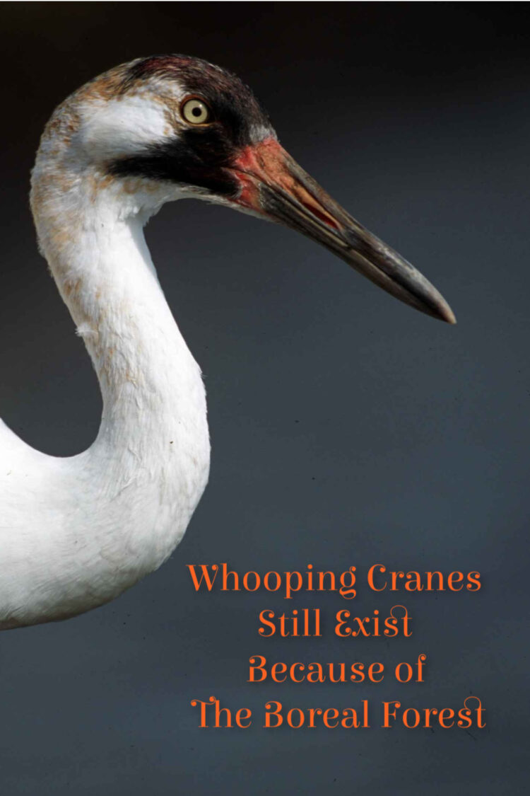 Because their breeding grounds in the boreal forest are protected, the whooping crane population has increased from less than 20 to more than 400.