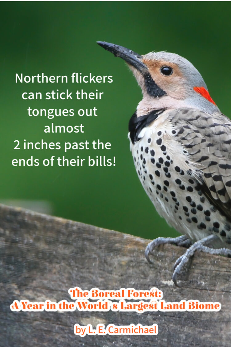 Northern flickers have the longest tongues of any woodpecker in the boreal forest.