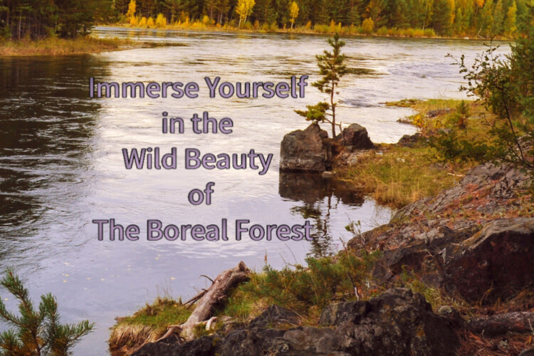 In addition to providing habitat for plants and animals, the boreal forest supports people's cultural, spiritual, and aesthetic needs.