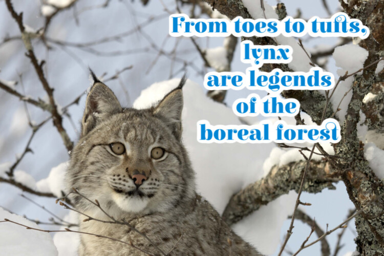 The Canada lynx is one of the few cat species to call the boreal forest home.