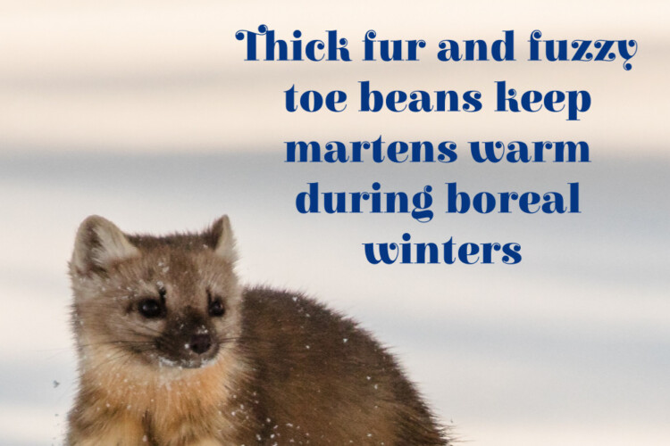 To stay warm in a boreal winter, North American martens grow thick fur - even on the pads of their feet!