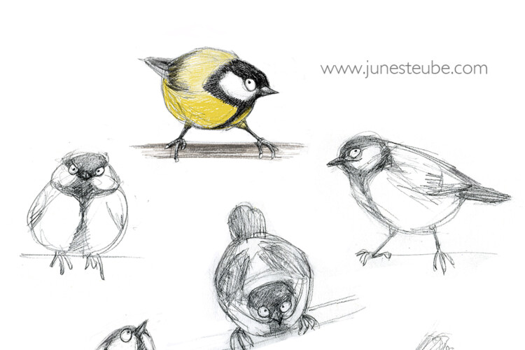 Great Tit sketches by June Steube