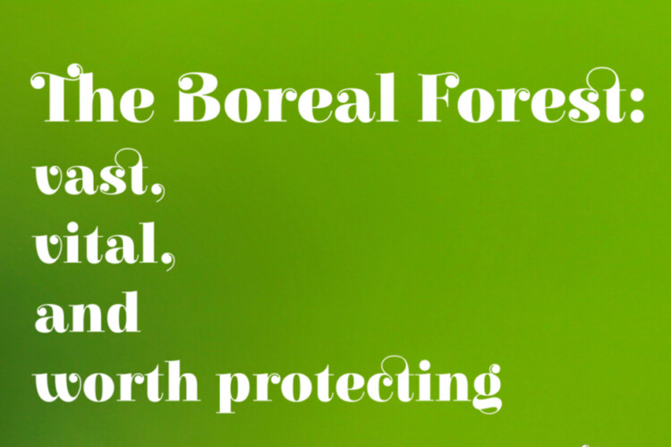 The boreal forest is a vast and vital wilderness that is worth protecting.