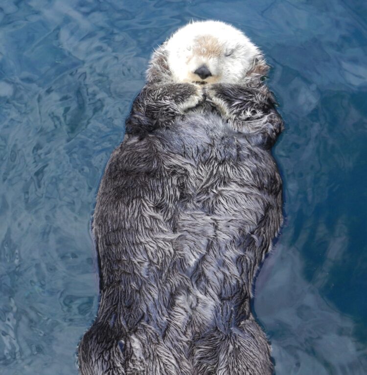 Sea otter sleeping
