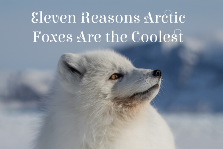 Eleven Reasons Arctic Foxes Are the Coolest
