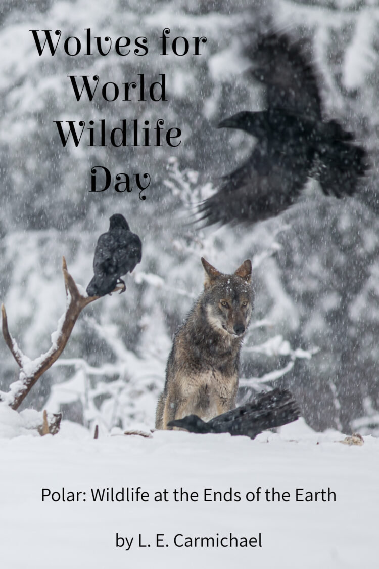 Wolves for World Wildlife Day, March 3, 2023