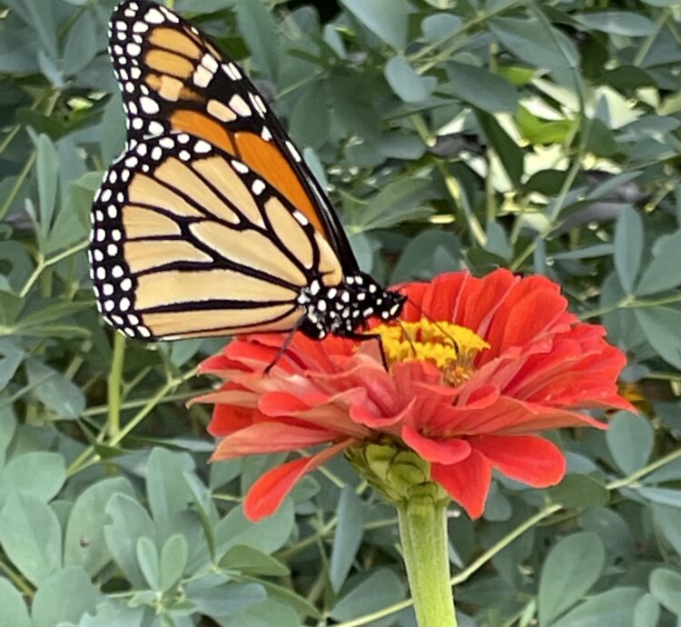 A monarch butterfly feeding on a red zinnia.